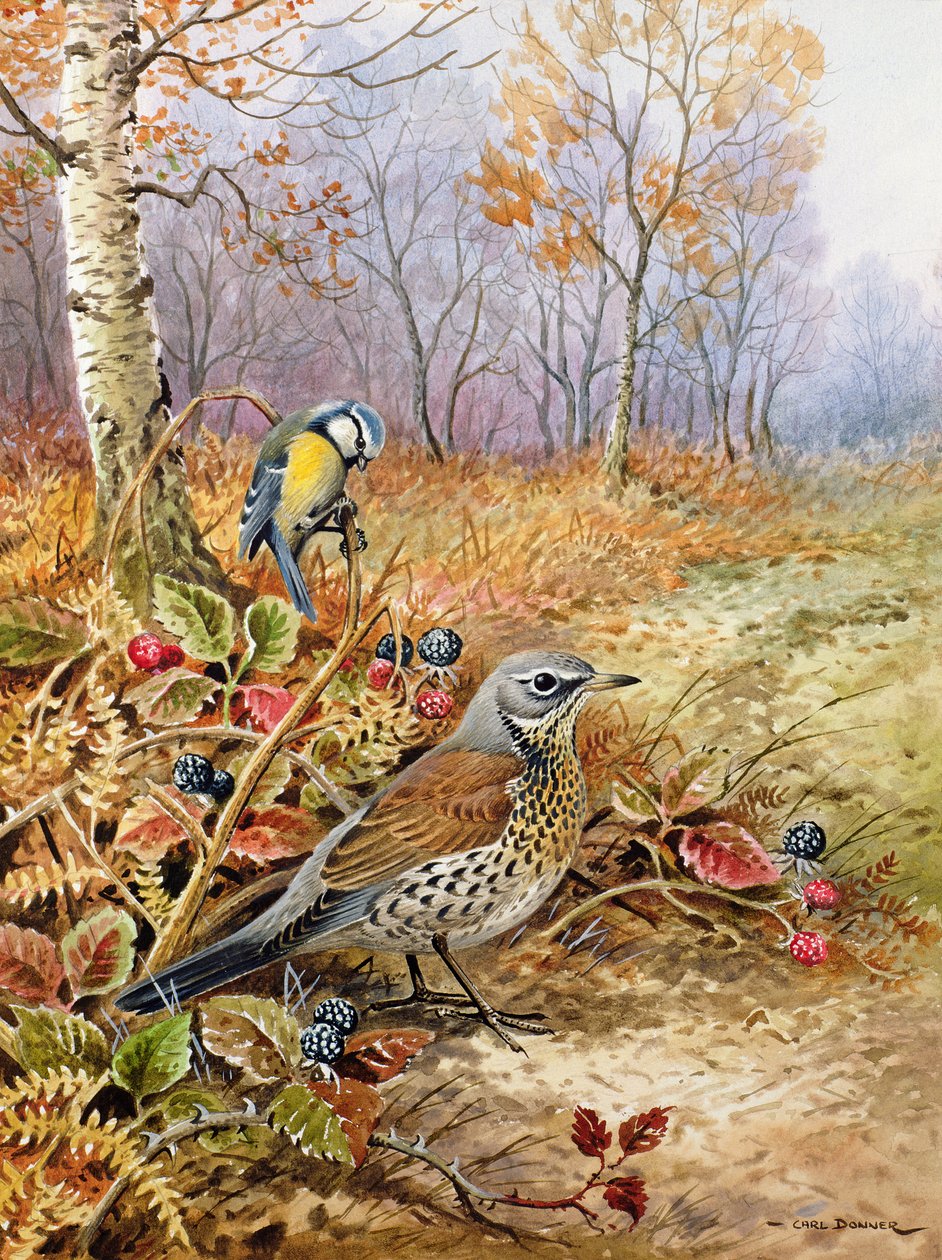 Fieldfare és Blue Tit alkotó: Carl Donner