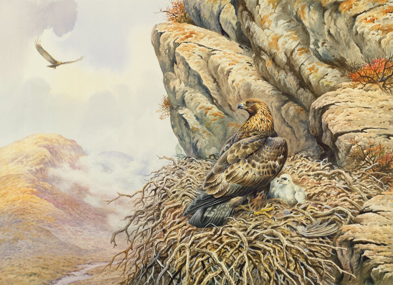 Arany sasok az Eyrie-ben alkotó: Carl Donner