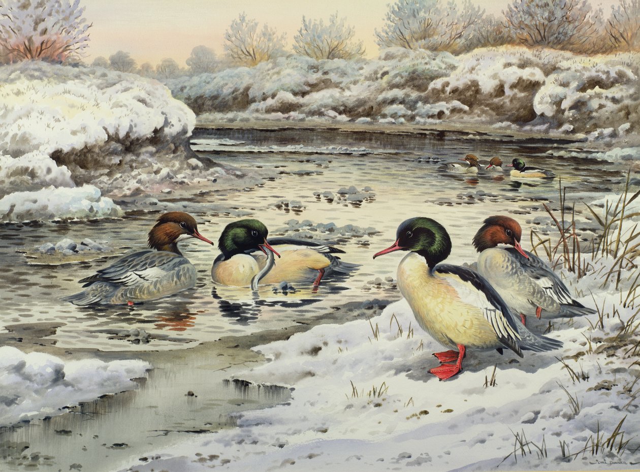 Goosanders alkotó: Carl Donner