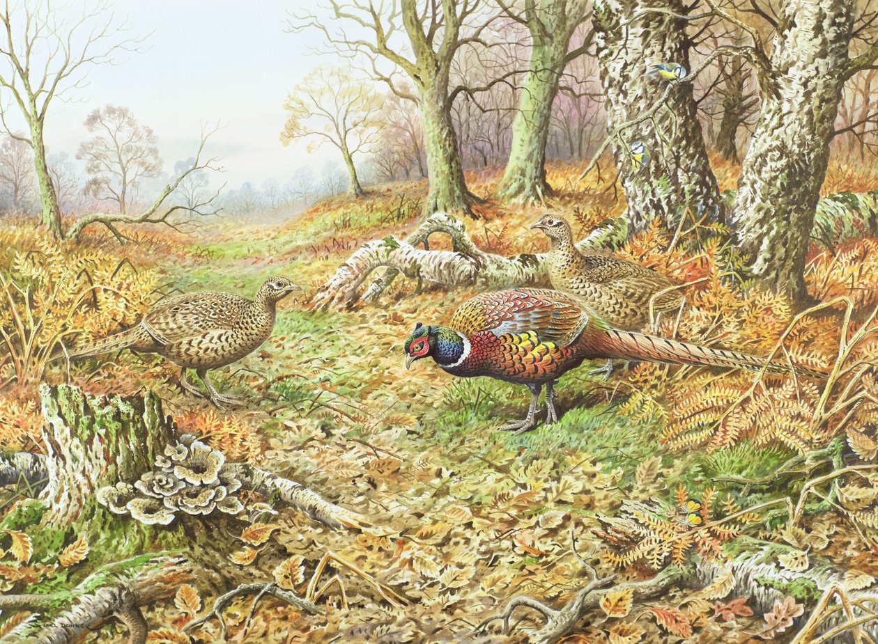 Fácán kék mellekkel alkotó: Carl Donner