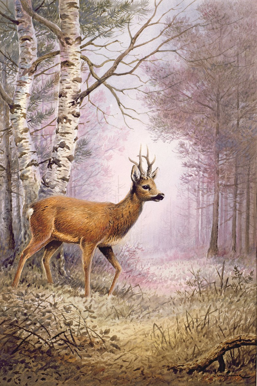 Őz alkotó: Carl Donner