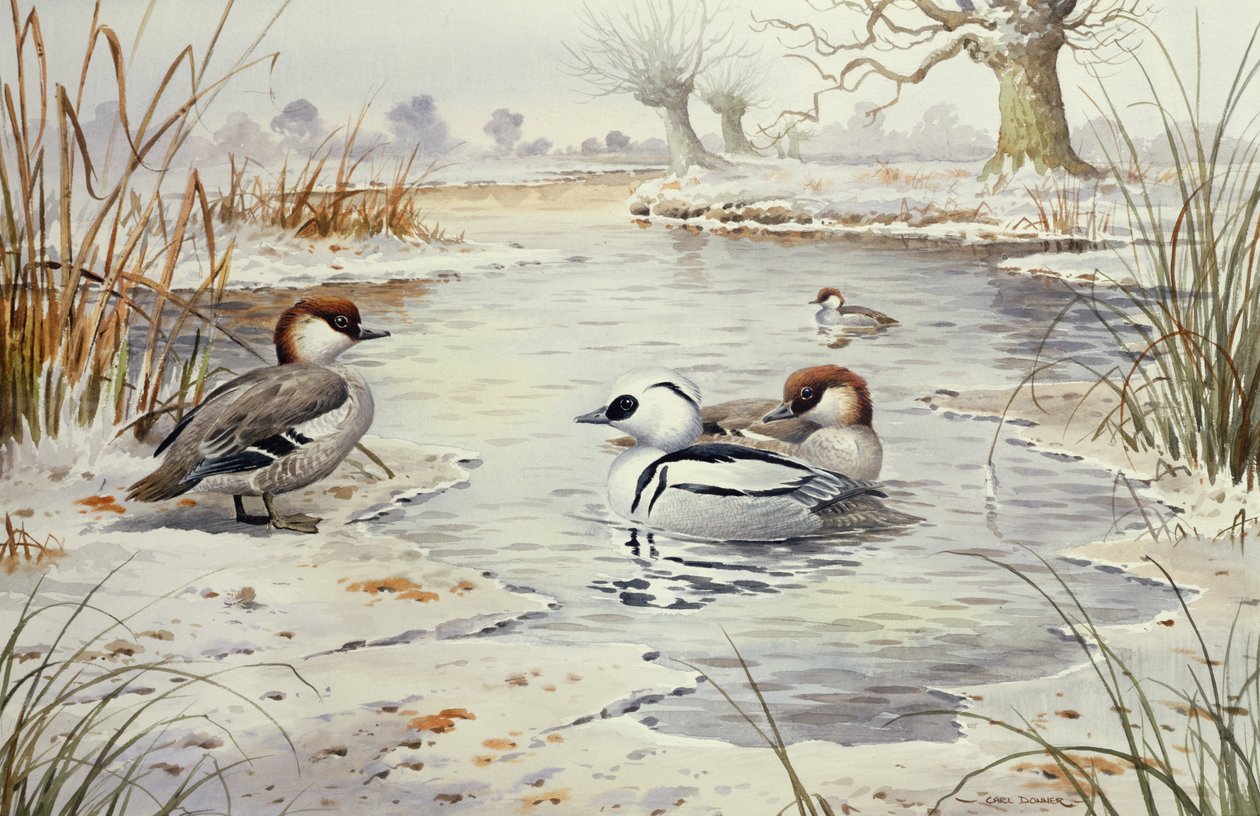 Smew (wc) alkotó: Carl Donner