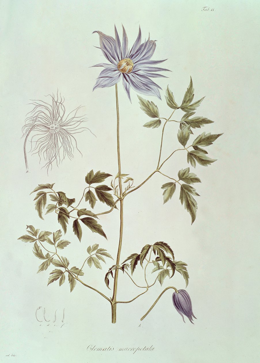 Clematis macropetala, az "Icones Plantarum Floram Rossicam" 1829-ből alkotó: Carl Friedrich von Ledebour
