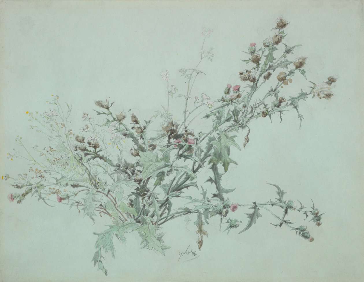 Tanulmány egy virágzó bogáncsról, 1846. alkotó: Carl Georg Anton Graeb