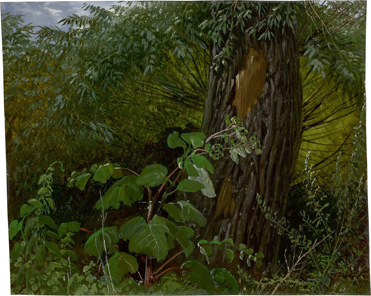 Fűzfa törzs aljnövényzettel alkotó: Carl Gustav Carus