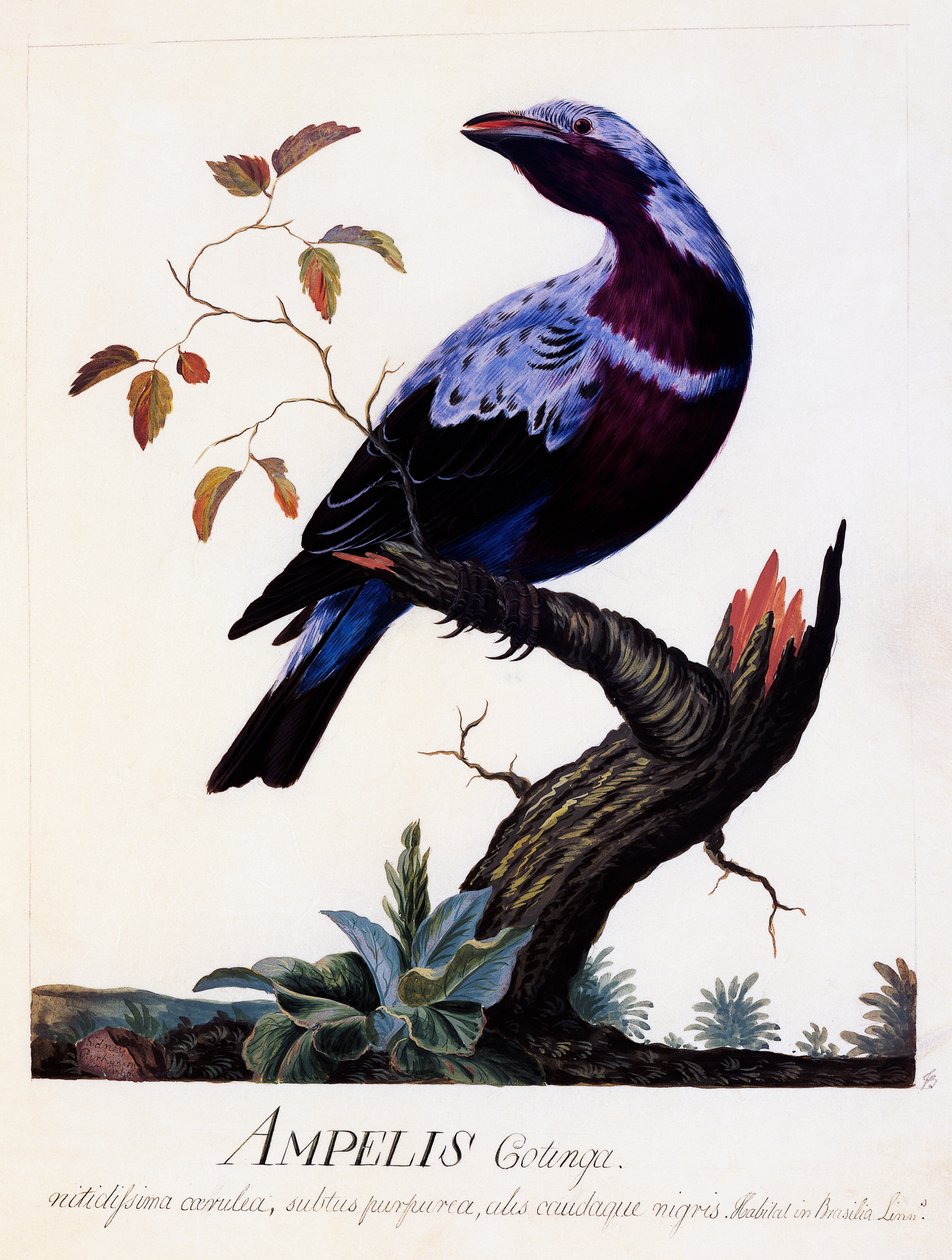 Ampelis cotinga (Cotinga cotinga), Lila mellű Cotinga, akvarell alkotó: Carl Linnaeus
