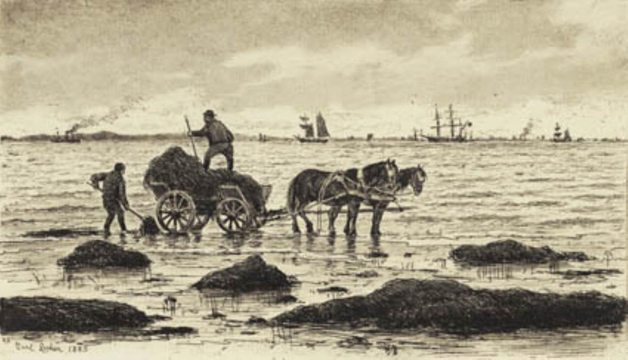 A gazdák hínárt hajtanak alkotó: Carl Locher