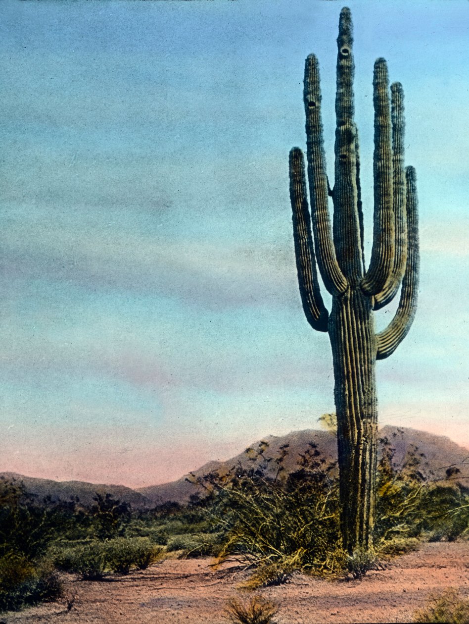 Amerikai Egyesült Államok, Arizona, Giant Cactus in the Sonora desert, a kép dátuma: 1920 körül. Carl Simon Archívum alkotó: Carl Simon