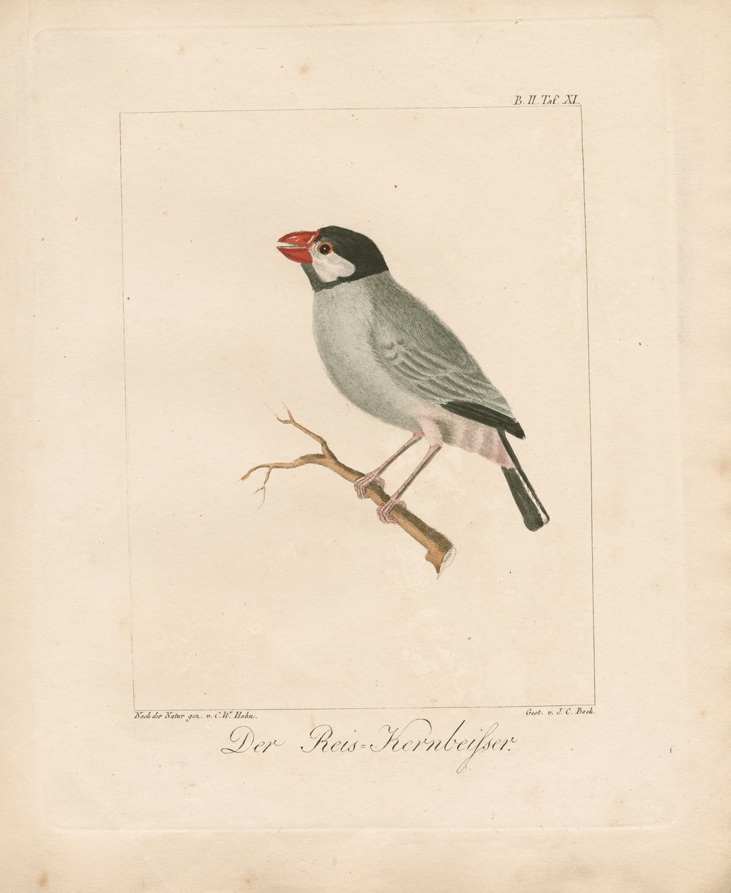 A jávai rizspinty (kézzel színezett litográfia) alkotó: Carl Wilhelm Hahn