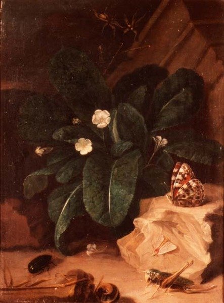 Csendélet kankalinokkal és rovarokkal alkotó: Carl Wilhelm de Hamilton