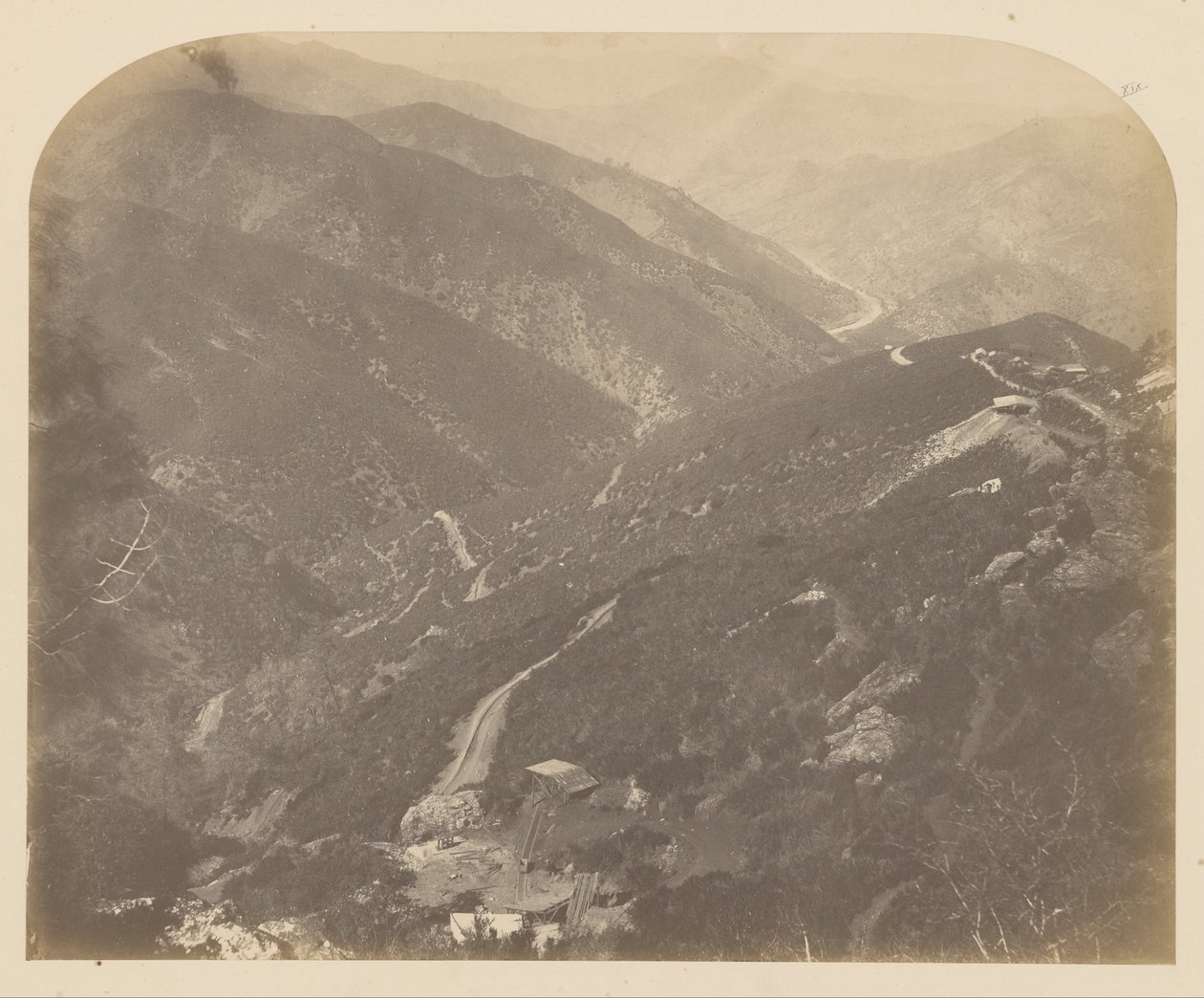 (Josephine és fenyőfa) alkotó: Carleton E. Watkins