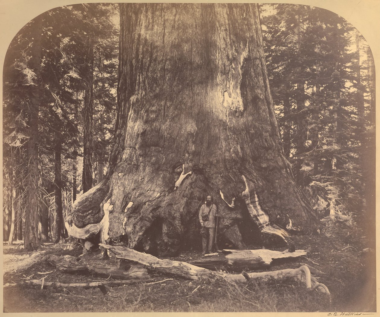 A Grizzly óriás szelvénye, 33 láb átmérőjű, Mariposa Grove, Yosemite, 111. sz. alkotó: Carleton E. Watkins