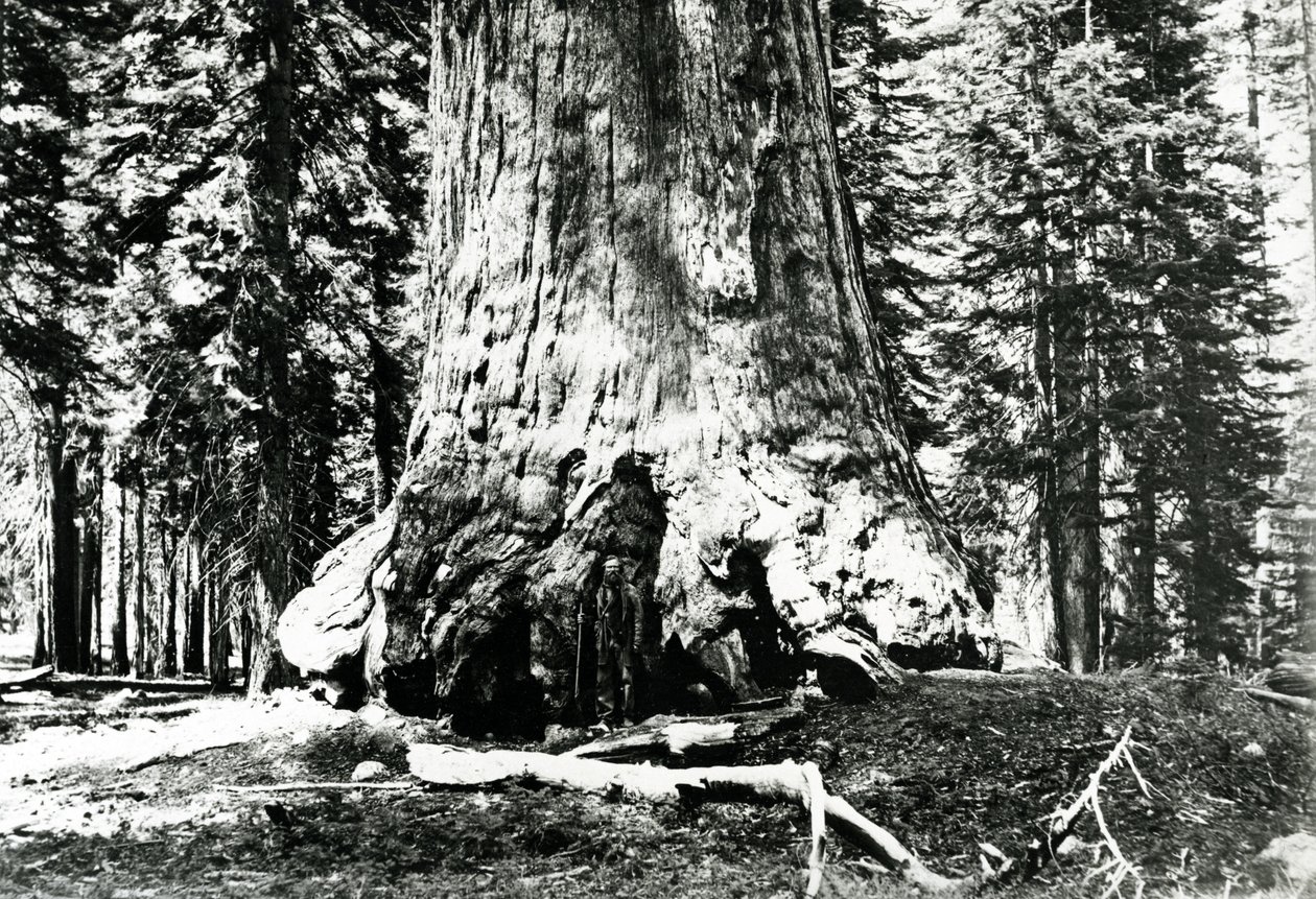 A Grizzly óriás alapja, 1860 körüli évek alkotó: Carleton E. Watkins