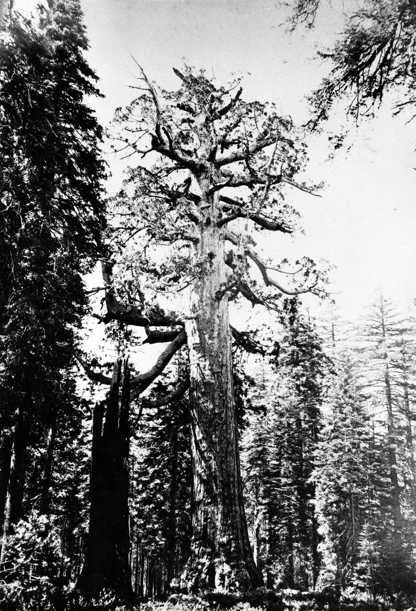 A grizzly óriás, 1860-as évek körül alkotó: Carleton E. Watkins