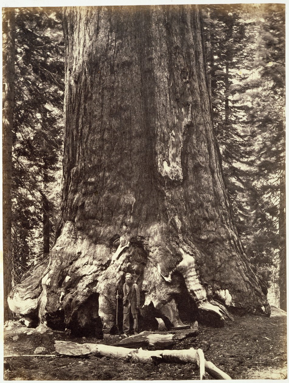 A Grizzly óriás bázisa, a Yosemite könyvből: Josiah Dwight Whitney (1819) A Yosemite-völgy és a szomszédos Sierra Nevada régió, valamint Kalifornia nagy fáinak leírása alkotó: Carleton E. Watkins
