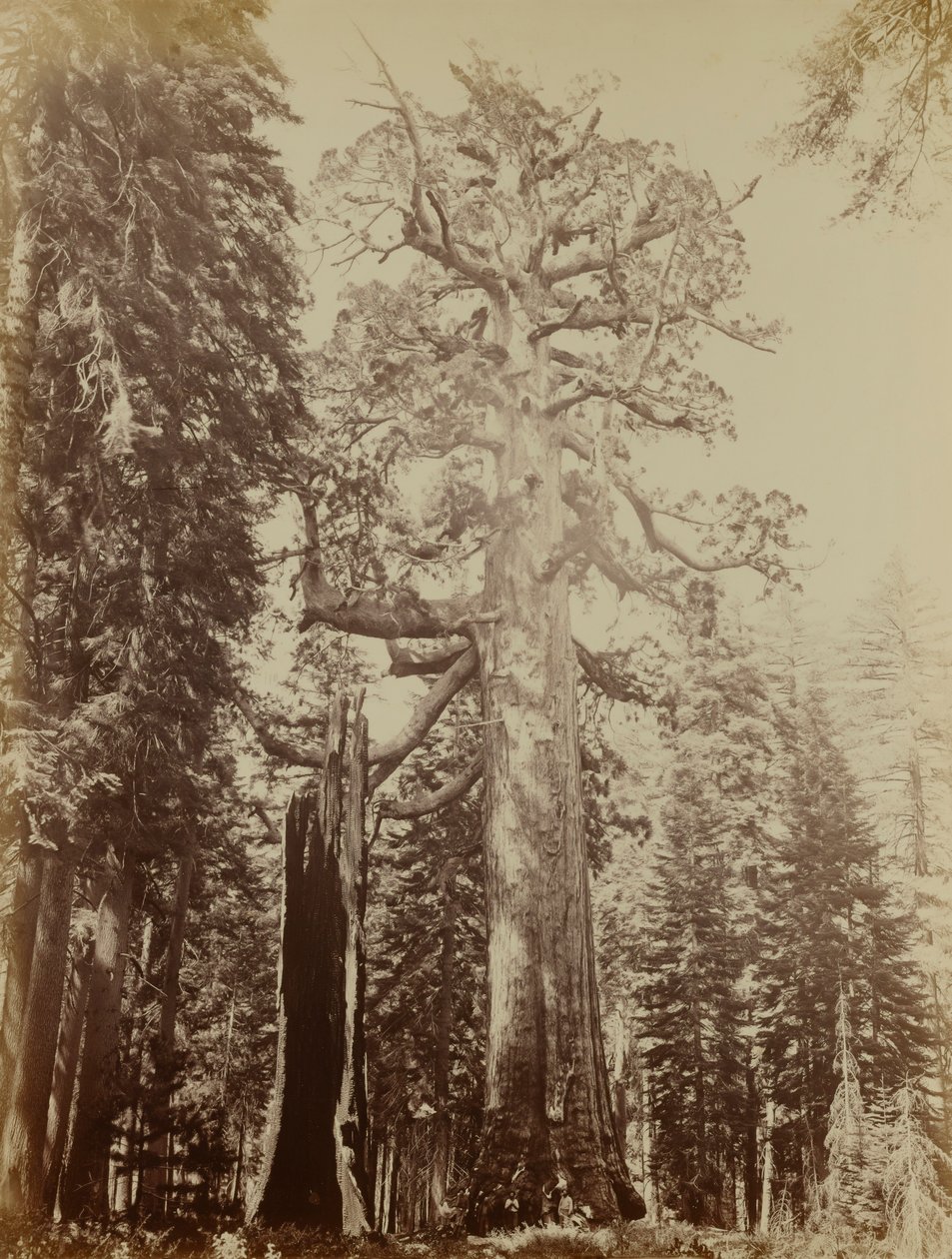 Grizzly óriás, Mariposa Grove alkotó: Carleton E. Watkins
