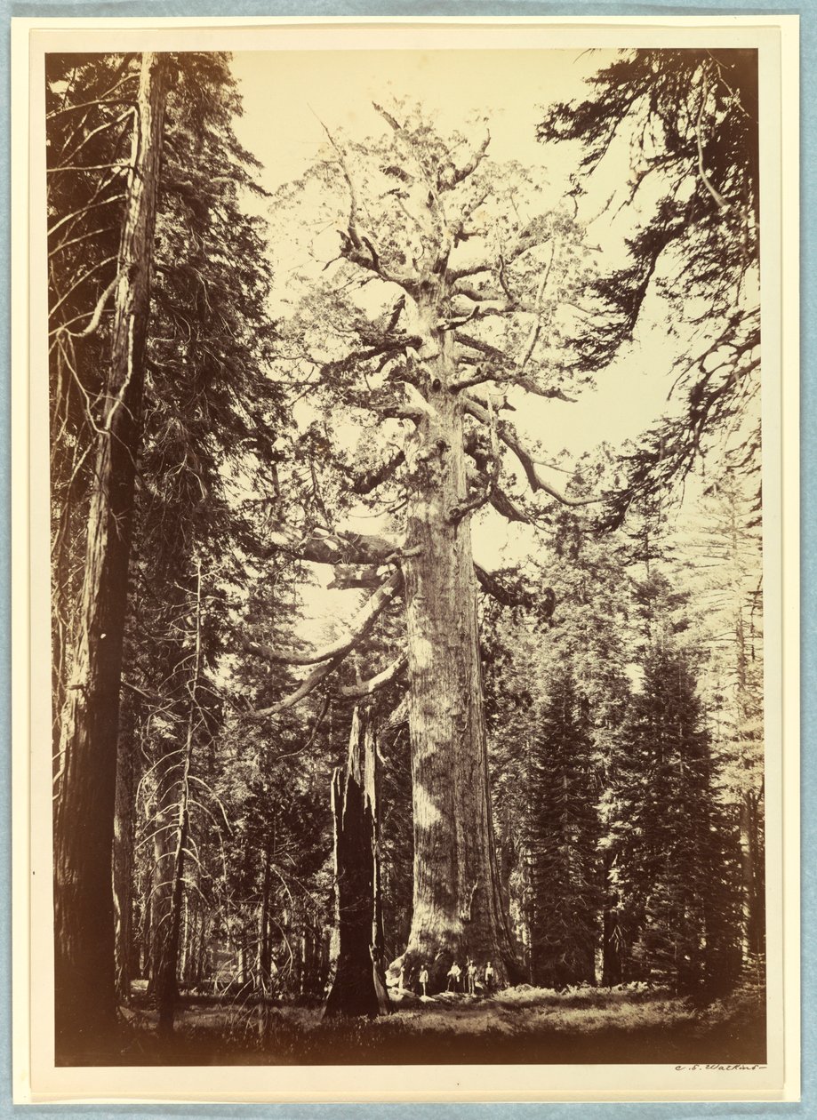 A Grizzly óriás, Mariposa Grove, Yosemite alkotó: Carleton E. Watkins