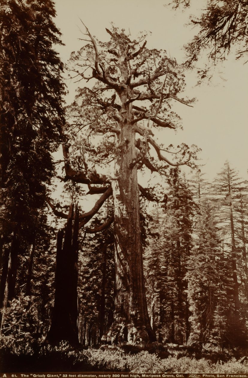 A grizzly óriás, Mariposa Grove, Yosemite, Kalifornia alkotó: Carleton E. Watkins