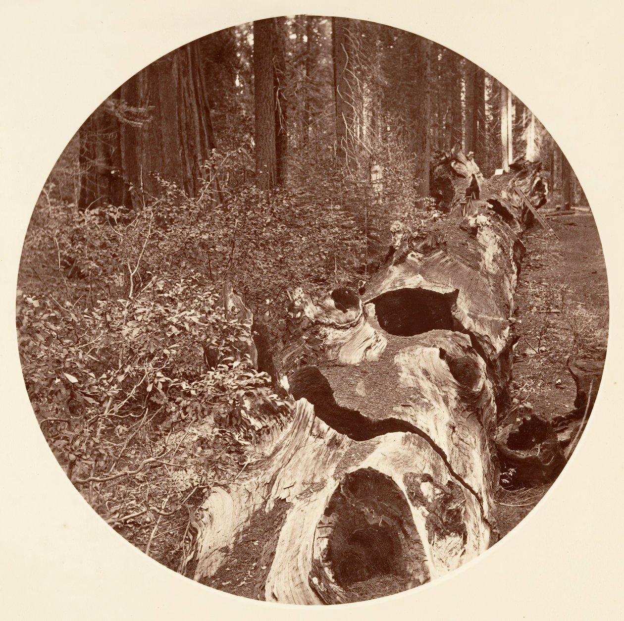 Auld Reckie - C. Grove, kb. 1878. alkotó: Carleton Emmons Watkins