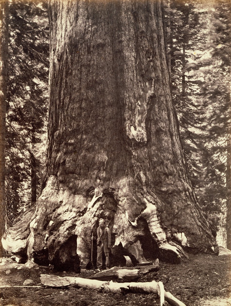 A Grizzly óriás bázisa, Óriás Sequoia fa, Yosemite, Kalifornia, 1868 alkotó: Carleton Emmons Watkins