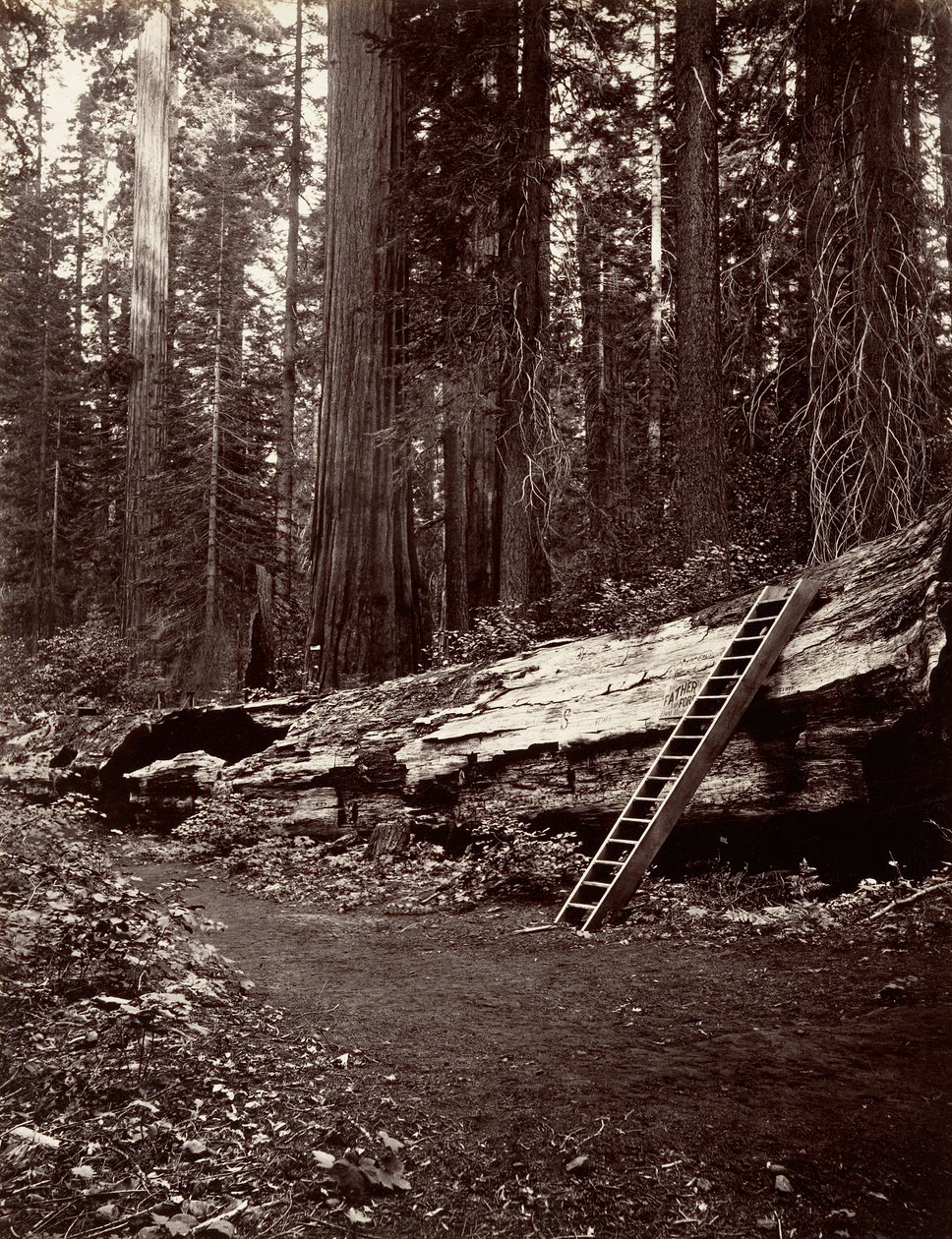 Erdő apja, 1865-66, nyomtatott kb. 1876. alkotó: Carleton Emmons Watkins