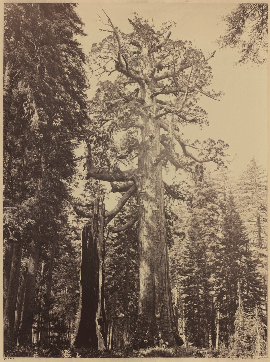 Grizzly óriás, Mariposa Grove,1861 (fotó) alkotó: Carleton Emmons Watkins