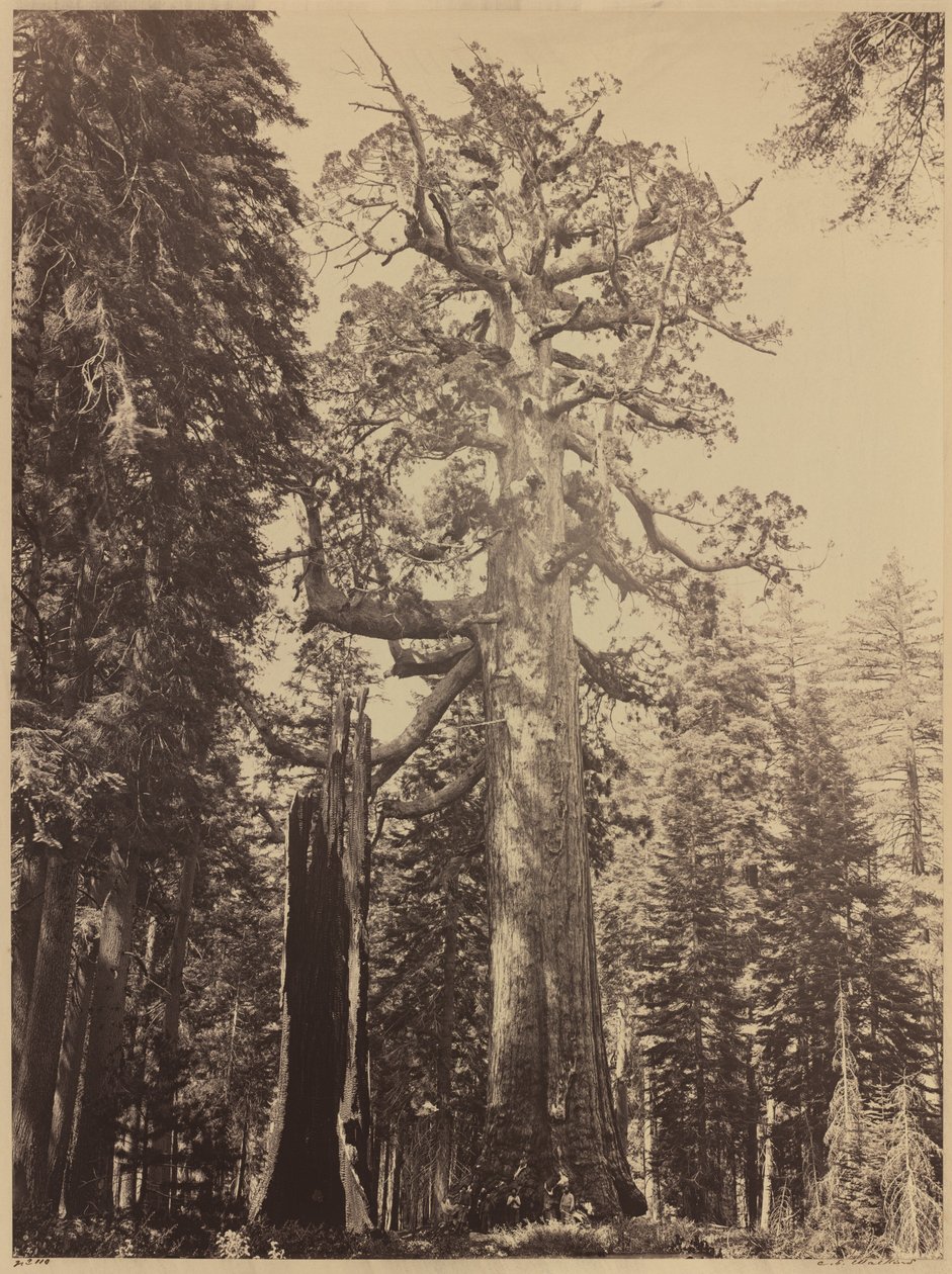 Grizzly Giant, Mariposa Grove, 1861. alkotó: Carleton Emmons Watkins