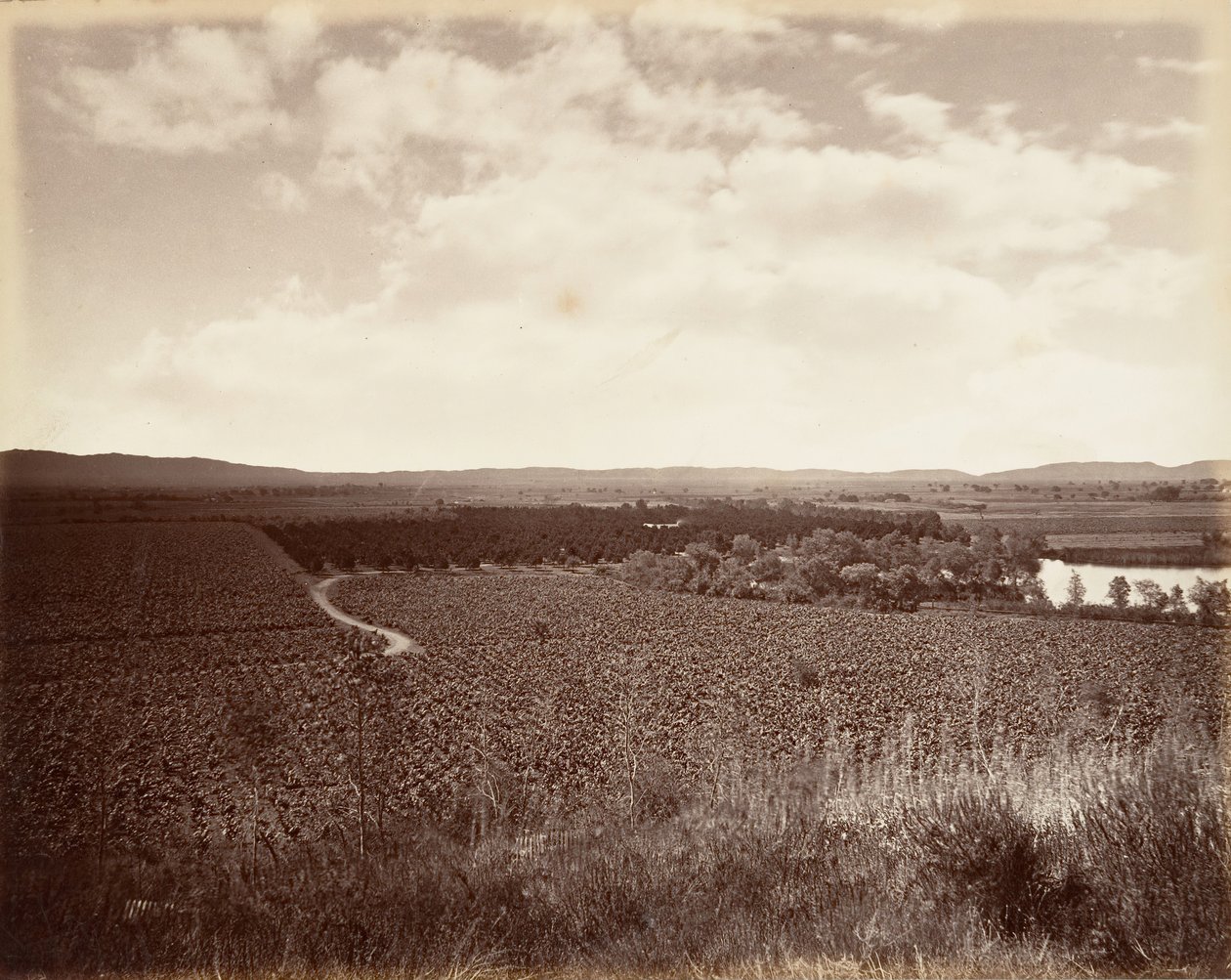 Lake Vineyard és Orange Grove, Los Angeles, 1876, nyomtatott kb. 1876. alkotó: Carleton Emmons Watkins