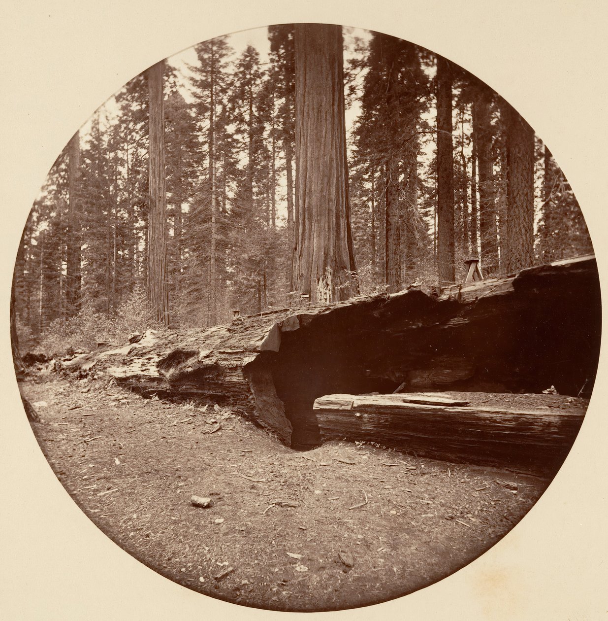 Mammoth Three Grove Hotel Calaveras Co., kb. 1878. alkotó: Carleton Emmons Watkins