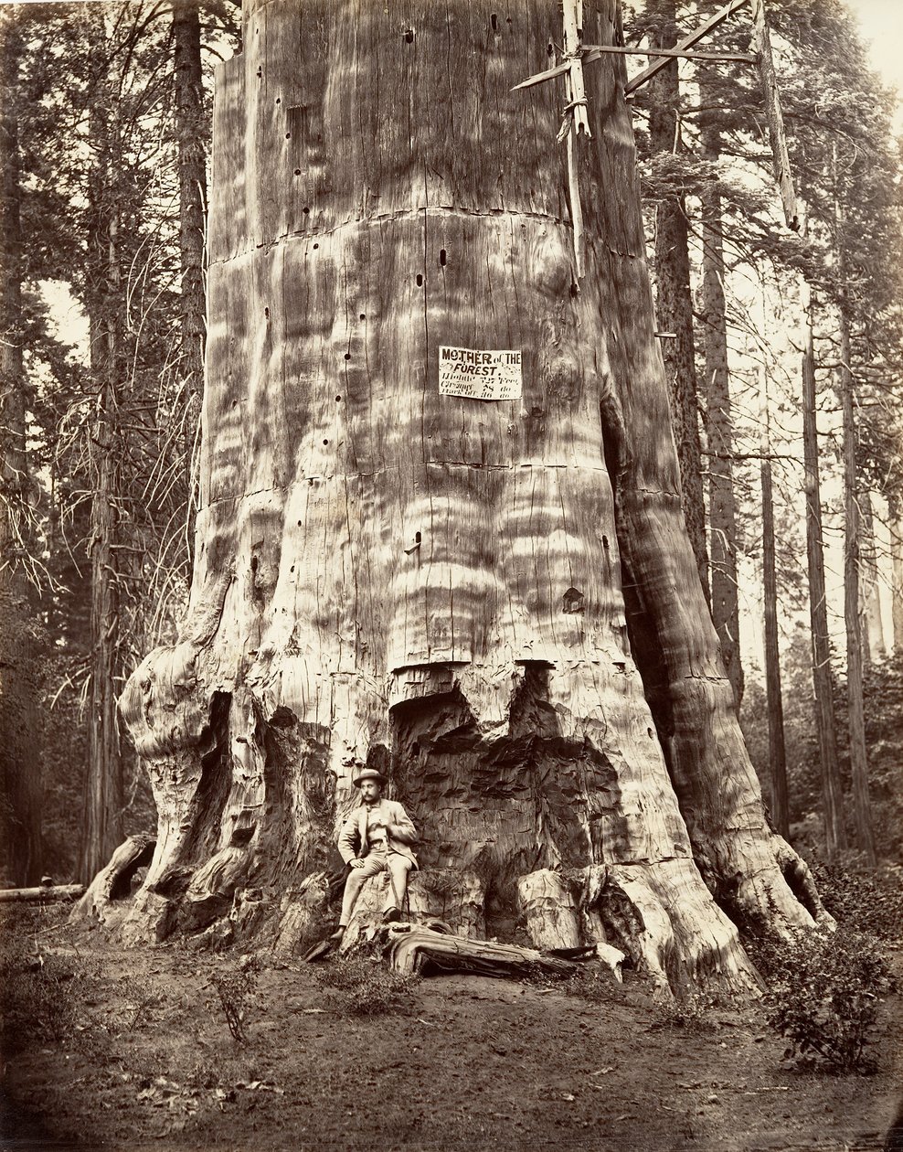 Erdő anyja, 1865-66, nyomtatott kb. 1876. alkotó: Carleton Emmons Watkins