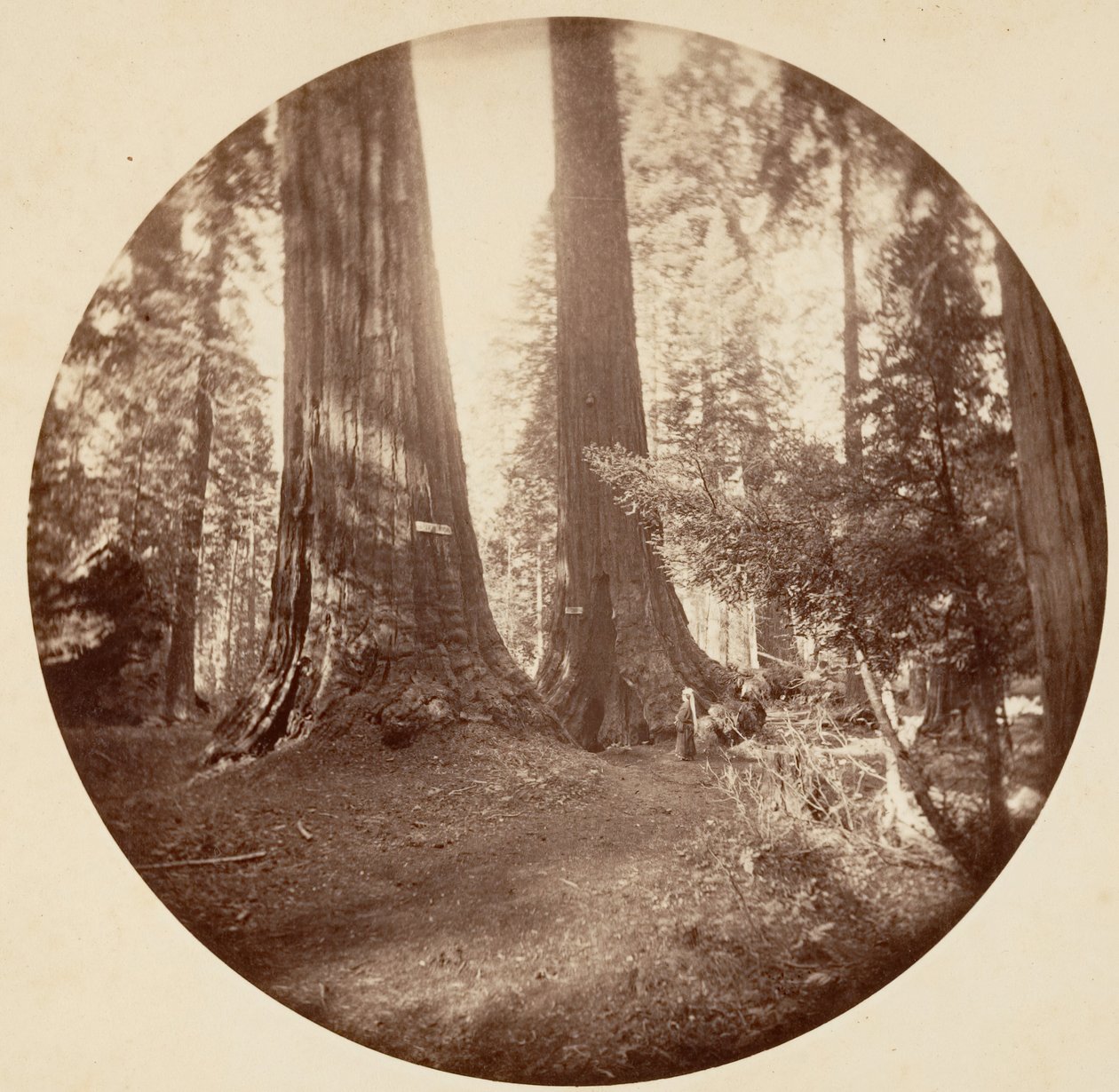 Old Dominion és Tom bácsi kocsmája. Calaveras Grove, kb. 1878. alkotó: Carleton Emmons Watkins