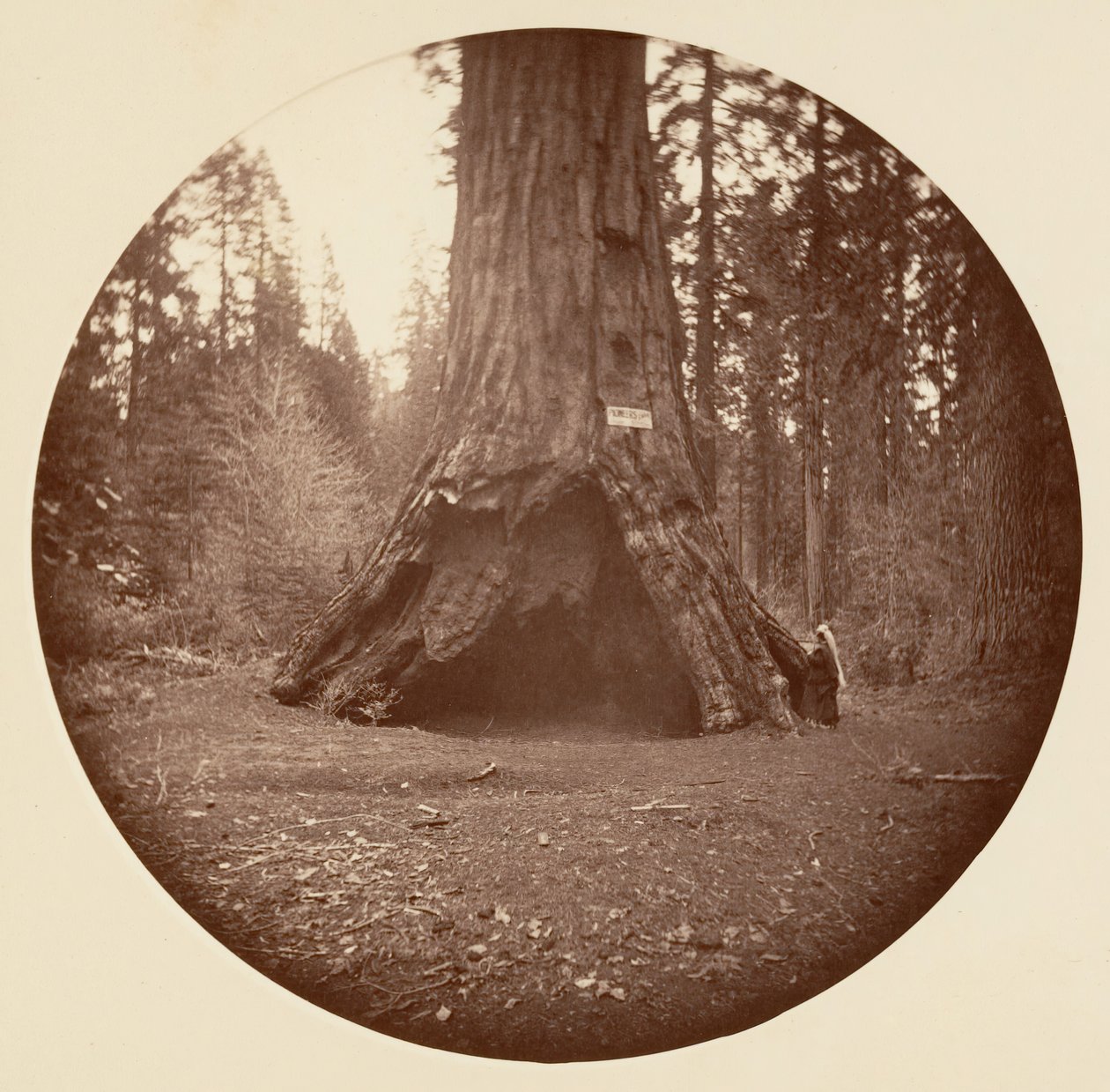 Pioneers Cabin - Calaveras Grove, kb. 1878. alkotó: Carleton Emmons Watkins