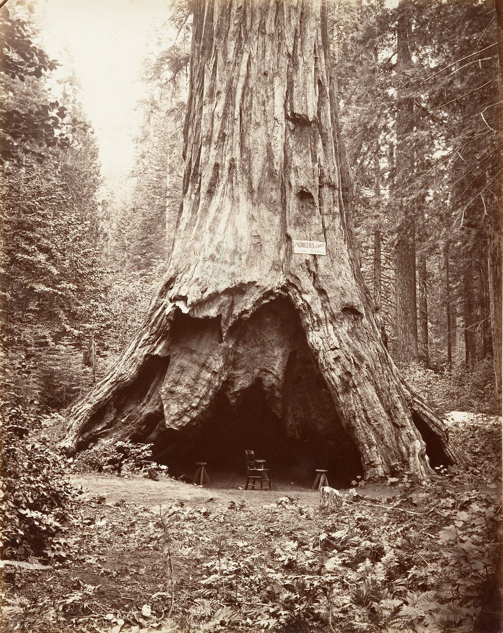 Úttörőkabin, 1865-66, nyomtatott kb. 1876. alkotó: Carleton Emmons Watkins