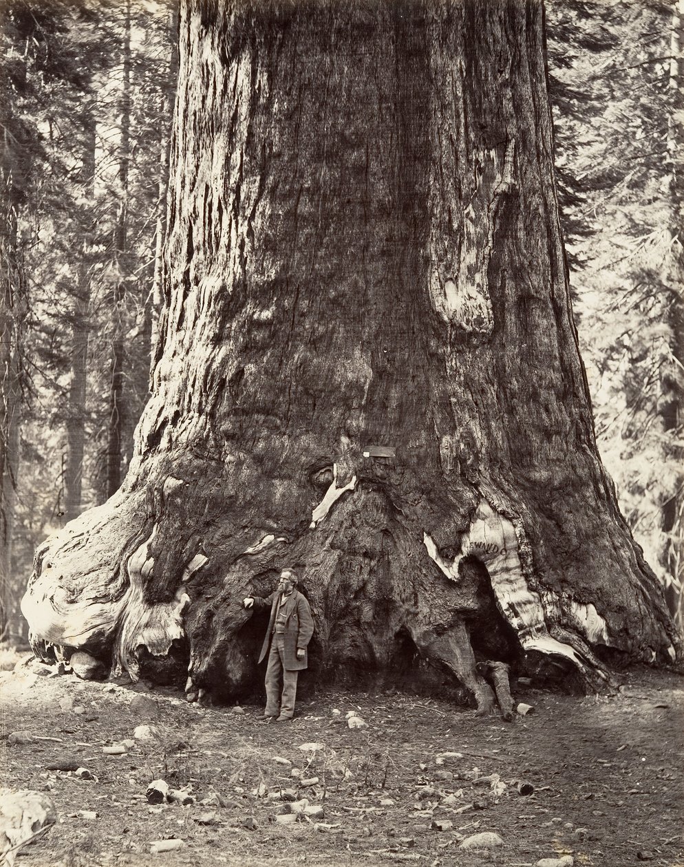 A Grizzly Giant metszete, 101 láb kerülete, 1865-66, nyomtatva kb. 1876. alkotó: Carleton Emmons Watkins