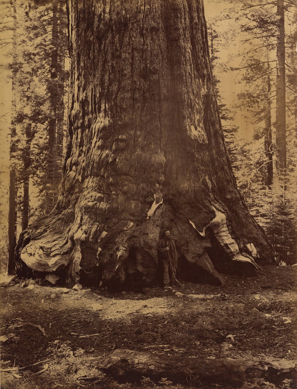 A Grizzly Giant szakasza Galen Clarkkal, Mariposa Grove, Yosemite, 1865-66. alkotó: Carleton Emmons Watkins