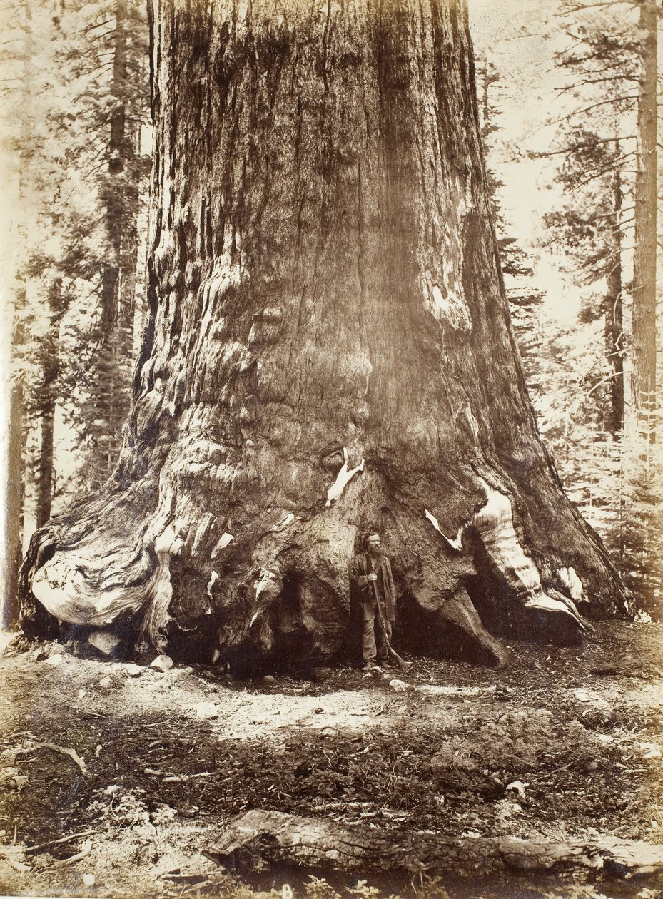 A Grizzly Giant szakasza Galen Clarkkal, Mariposa Grove, Yosemite, 1865-66 alkotó: Carleton E. Watkins