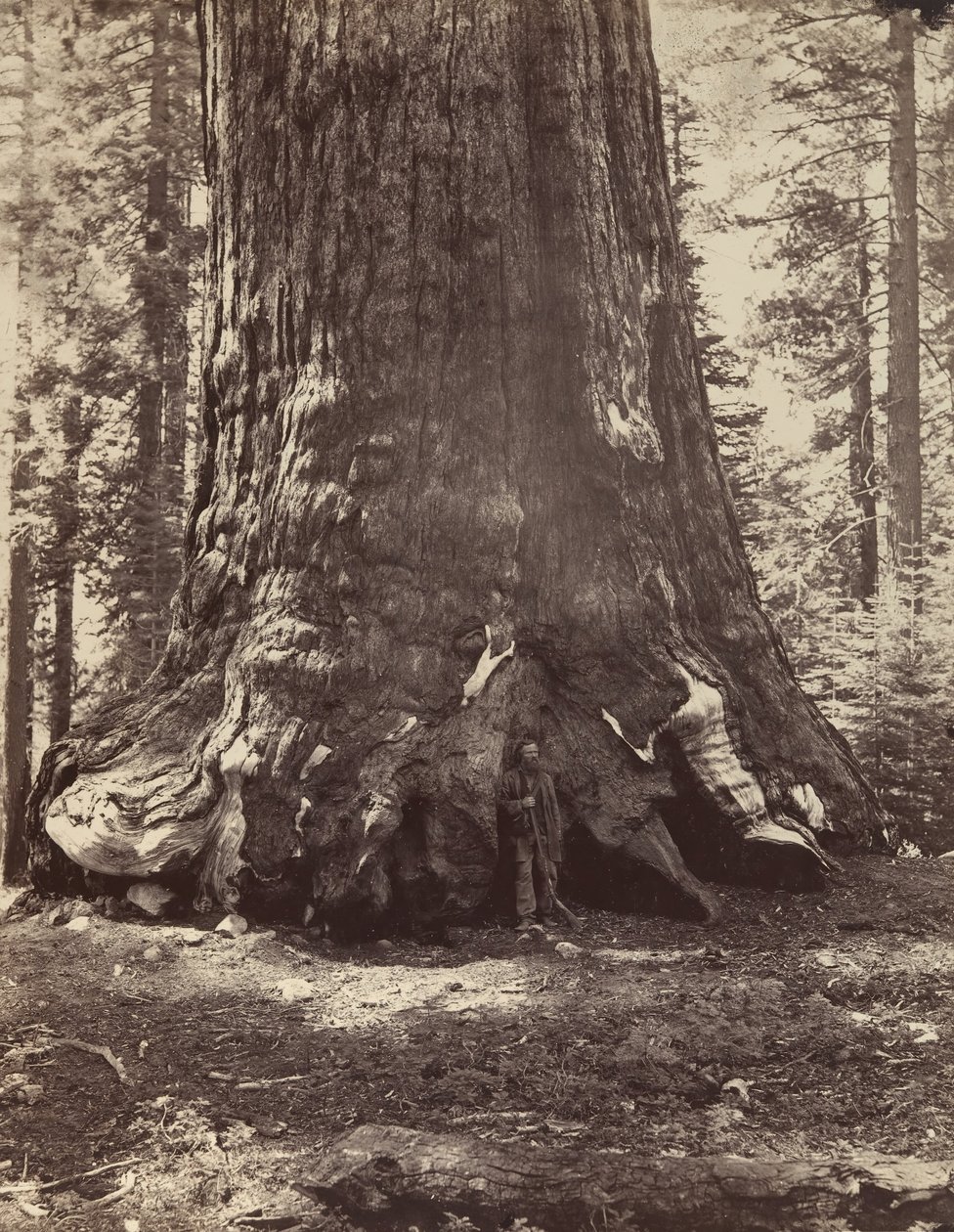 A Grizzly Giant szakasza Galen Clarkkal, Mariposa Grove, Yosemite, 1865-66, nyomtatva kb. 1876. alkotó: Carleton Emmons Watkins