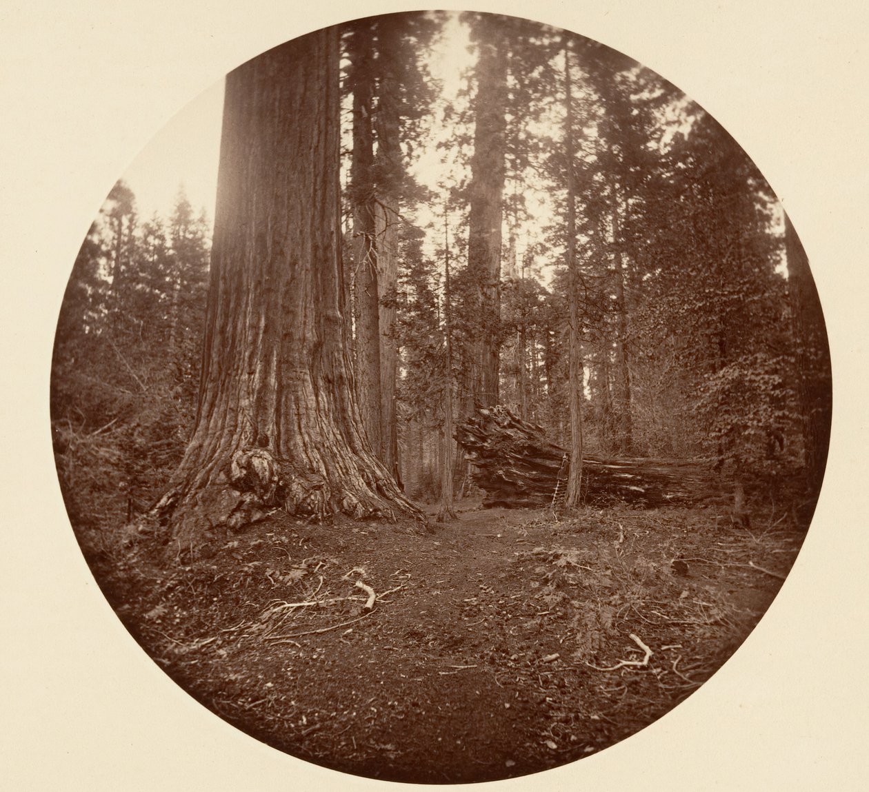 Az erdő atyja – C. Grove, kb. 1878. alkotó: Carleton Emmons Watkins