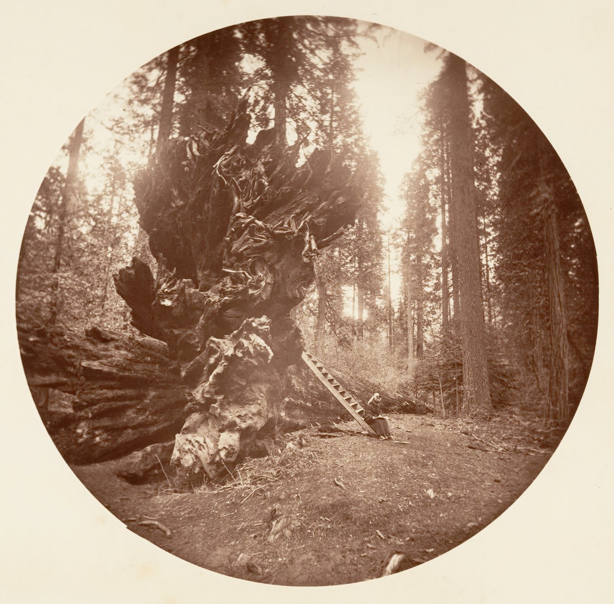 Az erdő atyja – A ló hátoldala. Calaveras Grove, kb. 1878. alkotó: Carleton Emmons Watkins