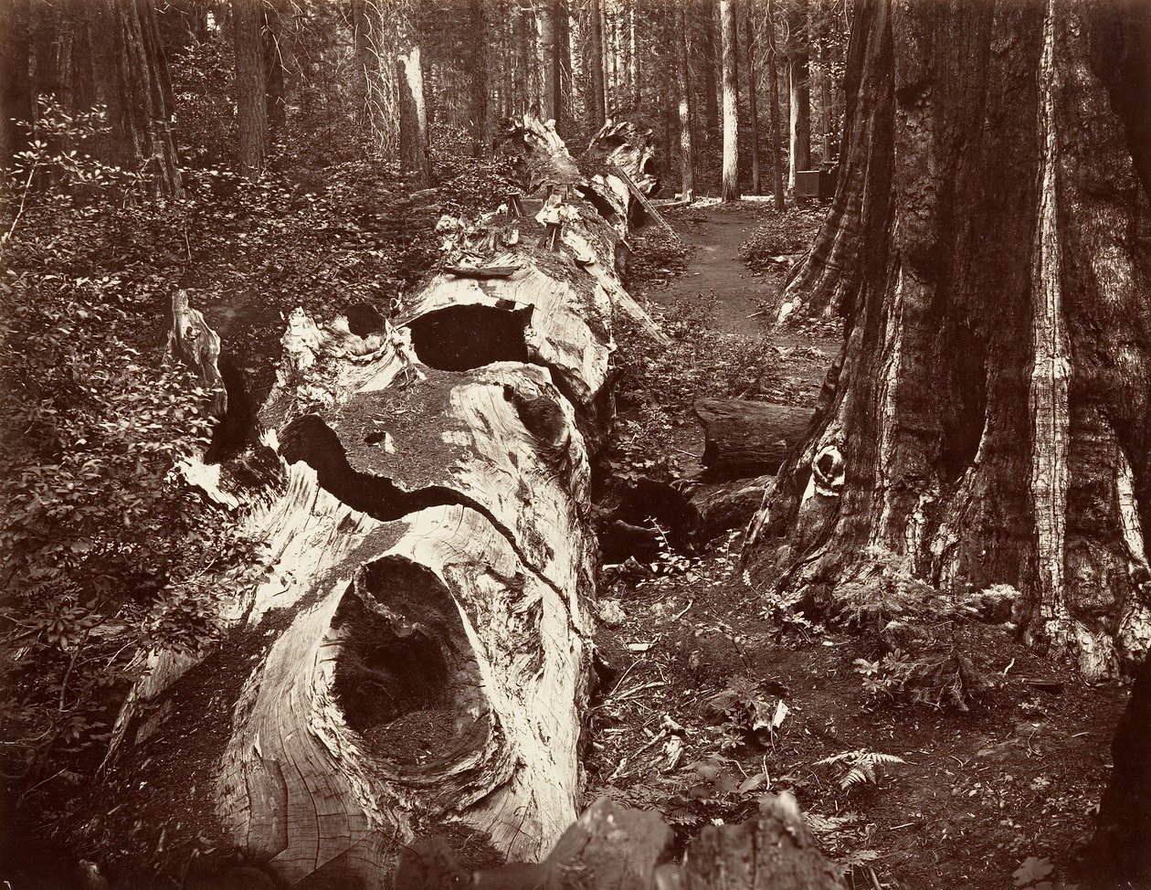 The Father of the Forest, 112 láb kerület, Calaveras Grove, 1865-66, nyomtatott kb. 1876. alkotó: Carleton Emmons Watkins
