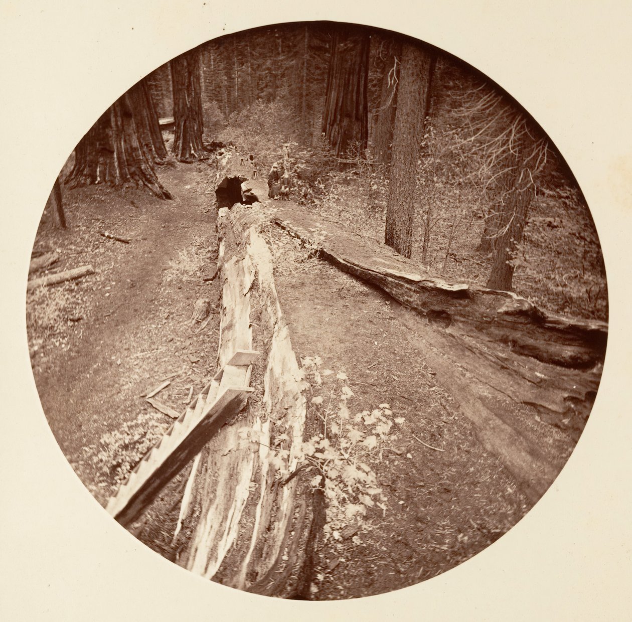 Az erdő atyja 450 Ft Long, C. Grove, kb. 1878. alkotó: Carleton Emmons Watkins