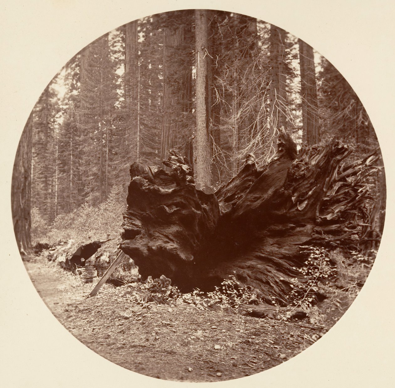 Az erdő atyja 450 ft C. Grove, kb. 1878. alkotó: Carleton Emmons Watkins