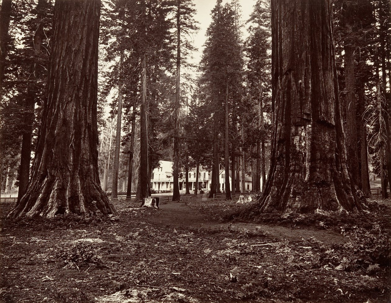 A szálloda a Mammoth Grove-ból, kb. 1872, nyomtatott kb. 1876. alkotó: Carleton Emmons Watkins