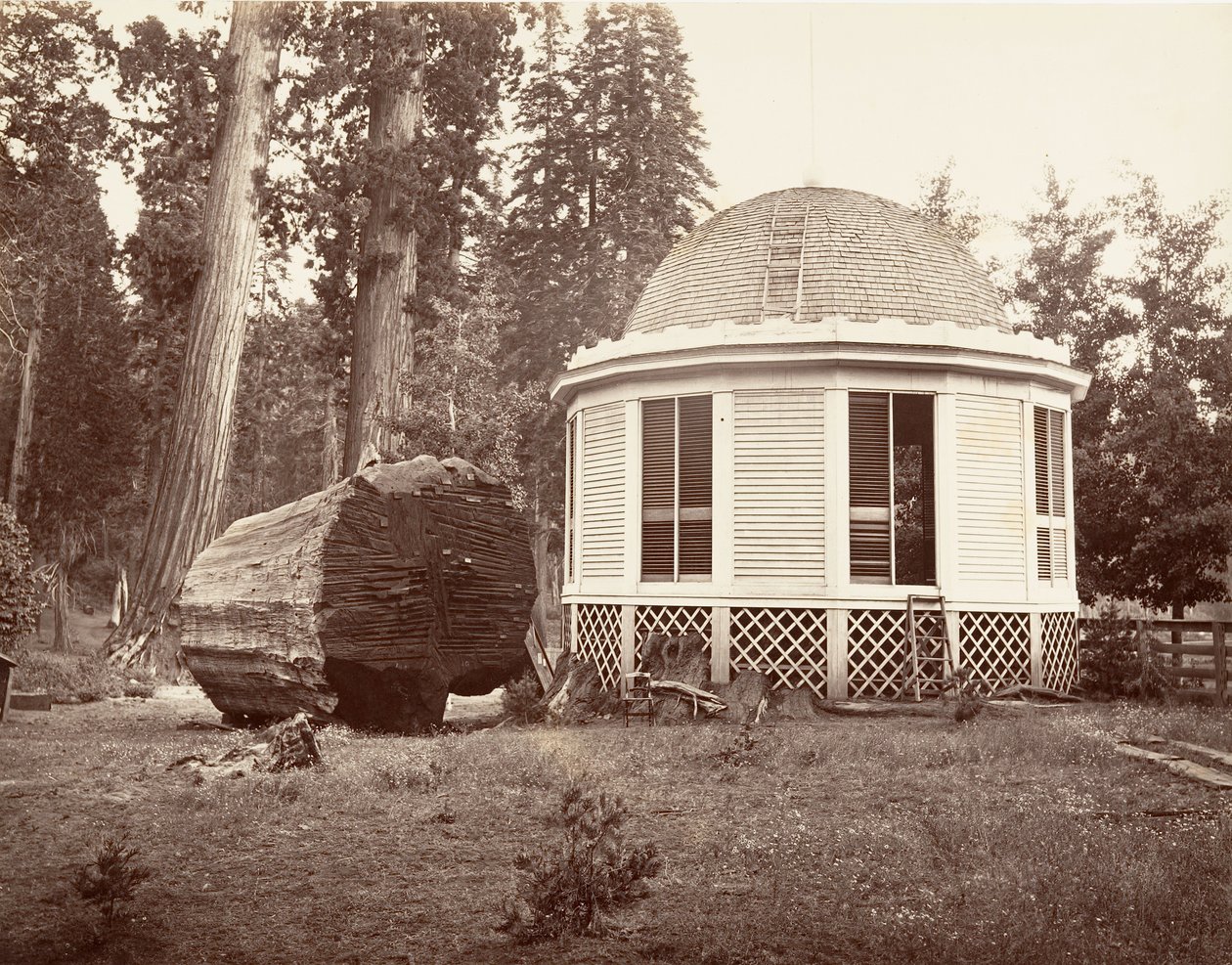 A nagy fa tuskója fölé épült ház, 1865-66, nyomtatott kb. 1876. alkotó: Carleton Emmons Watkins