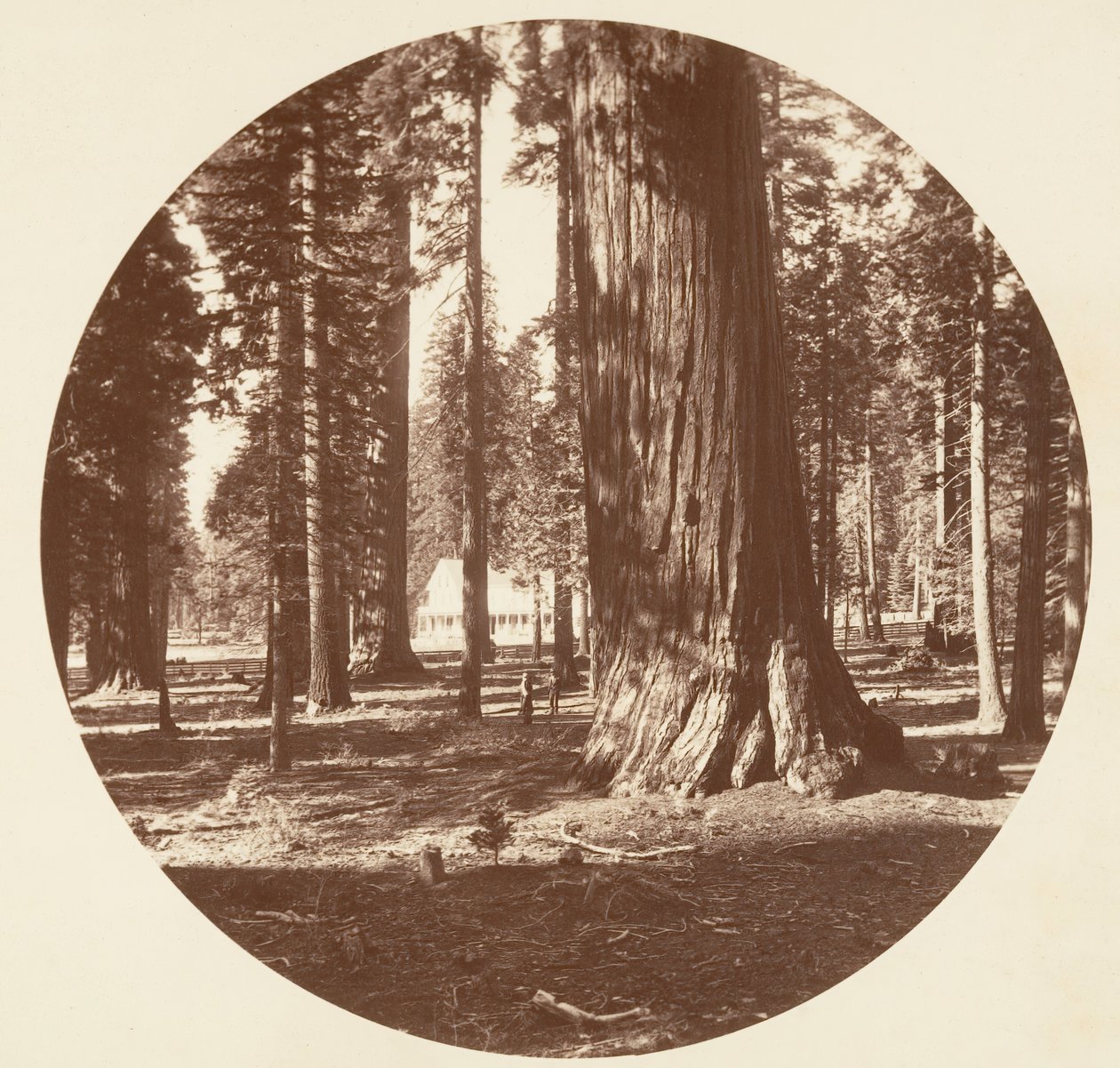 A Mammoth Grove Hotel a Grove-ból - Calaveras, kb. 1878. alkotó: Carleton Emmons Watkins