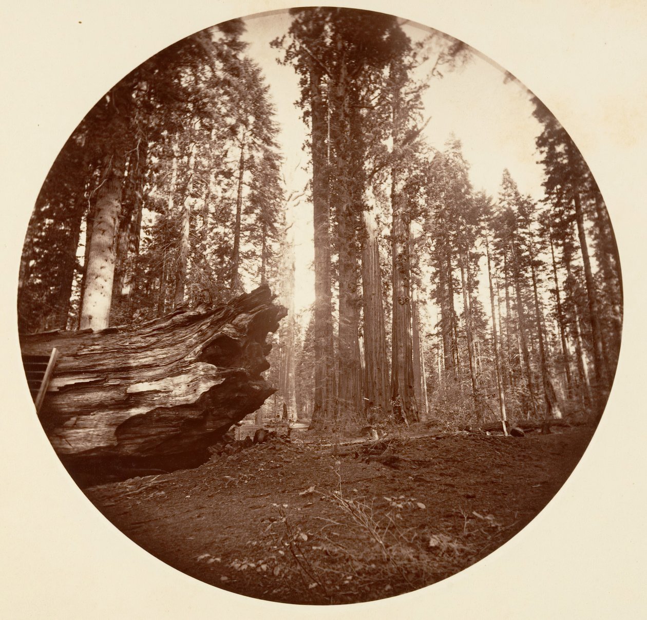 Az Erdő Anyja Az Erdő Atyjától - Calavaras Grove, kb. 1878. alkotó: Carleton Emmons Watkins