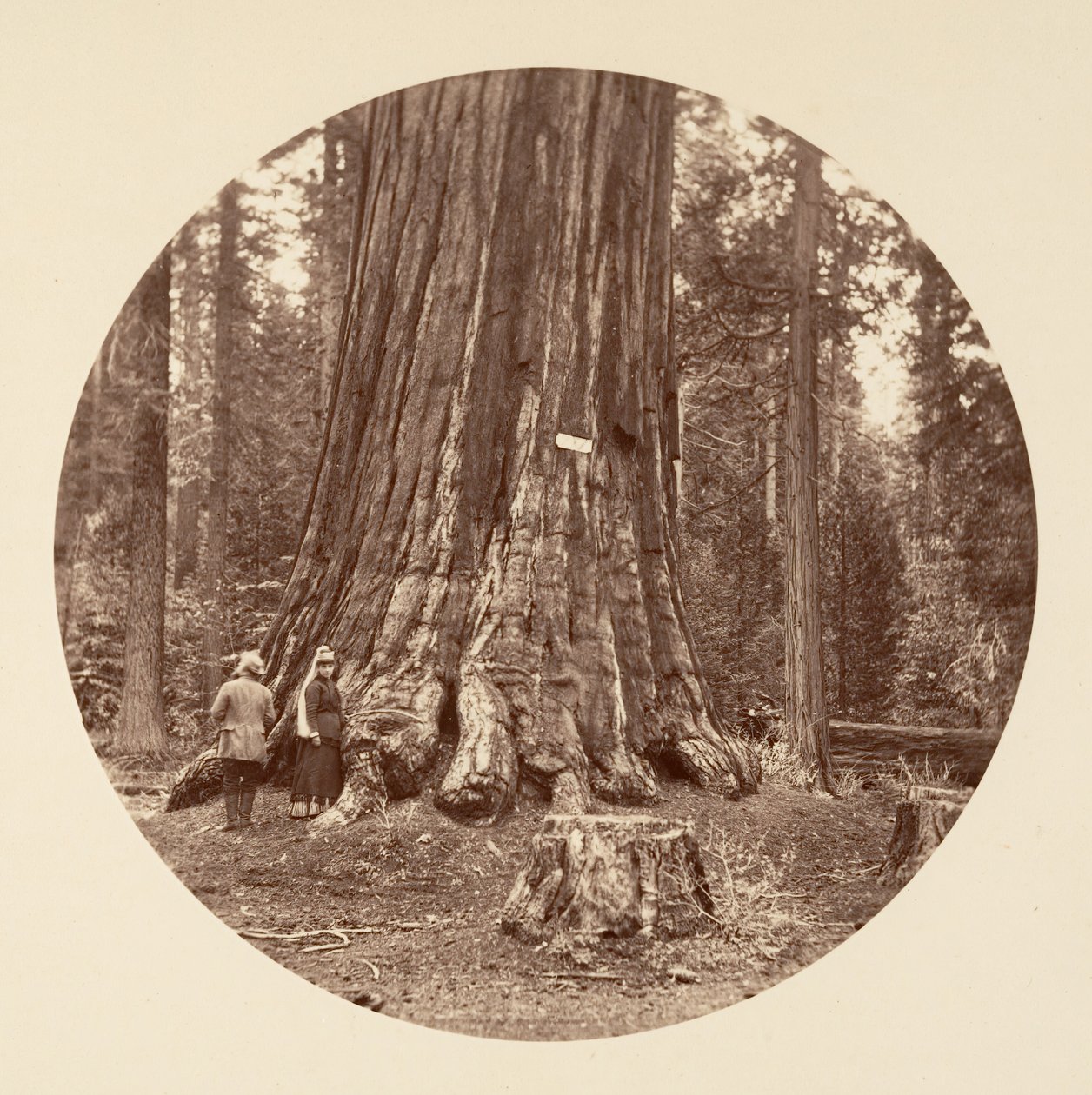 Az erdő büszkesége - Calaveras Grove, kb. 1878. alkotó: Carleton Emmons Watkins