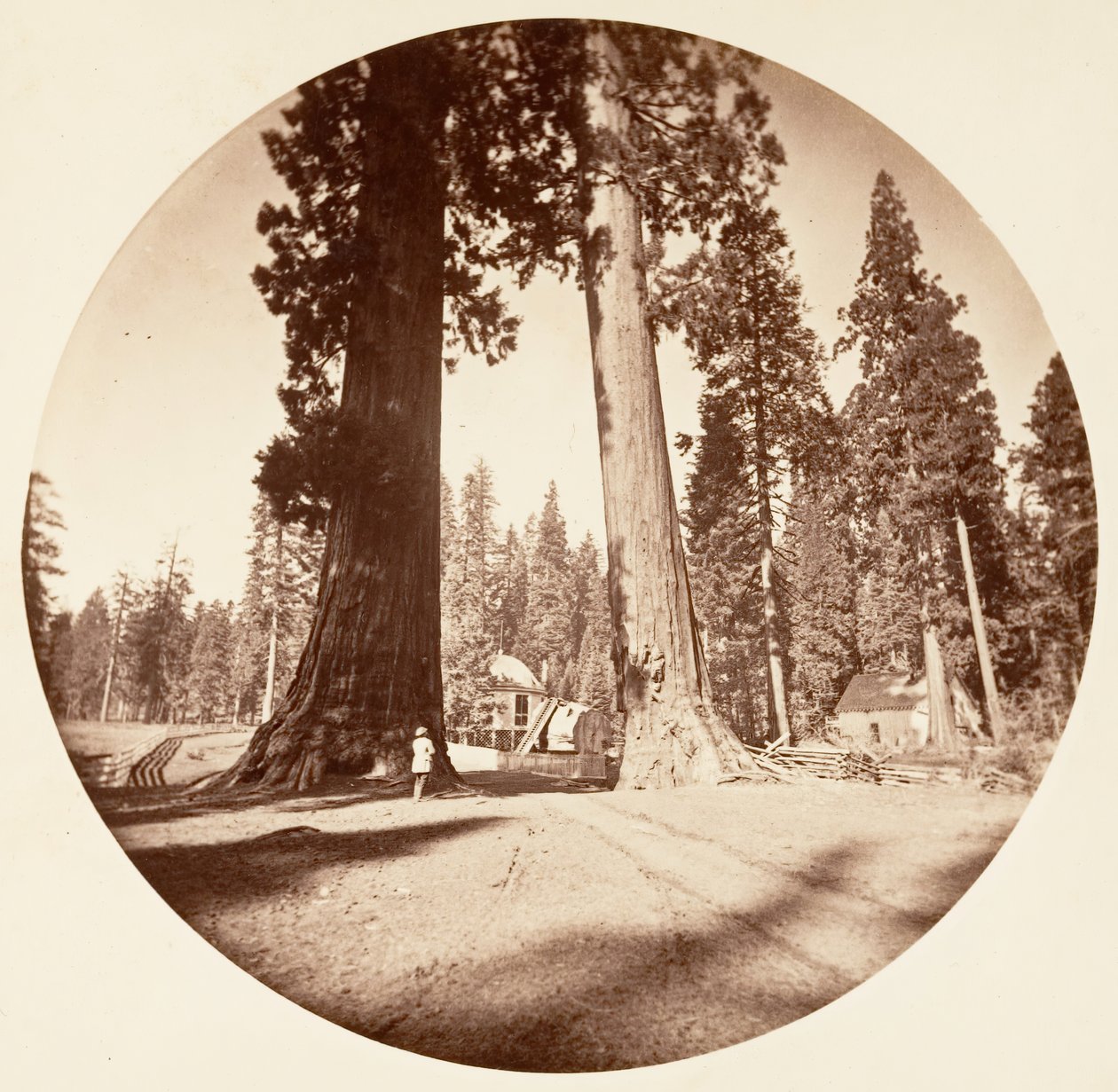 The Sentinels - Calaveras Grove, kb. 1878. alkotó: Carleton Emmons Watkins