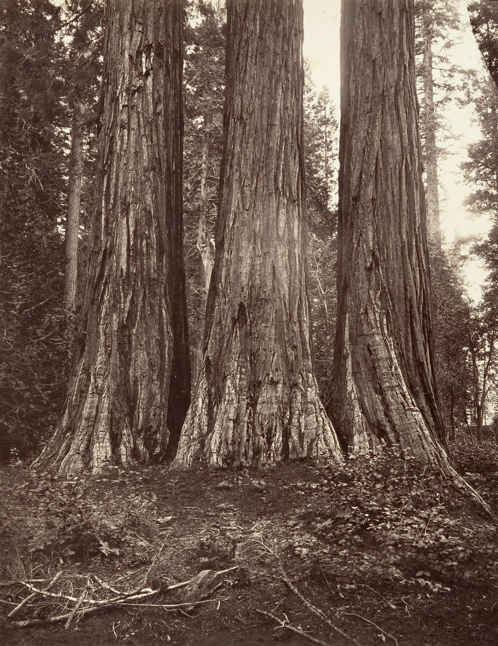 The Three Graces, 272 láb, 1865-66, nyomtatott kb. 1876. alkotó: Carleton Emmons Watkins