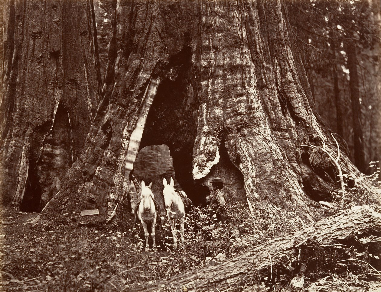 A háromlábú állvány, 94 láb kerületű, 1865-66, nyomtatott kb. 1876. alkotó: Carleton Emmons Watkins
